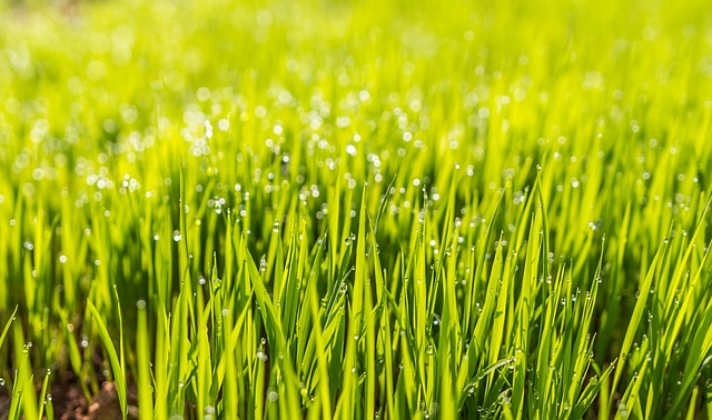 What You Should Know About Lawn Fertilizers